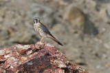 DSC_0179a.jpg