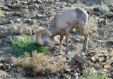 DSC_0784a.jpg