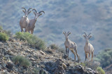 DSC_0917a.jpg