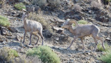 DSC_0982a.jpg