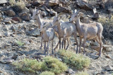 DSC_1034a.jpg
