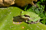 DSC_1870a.jpg