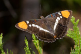 DSC_2016a.jpg