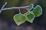 DSC_5682bC.jpg