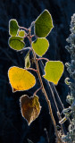 DSC_5720b.jpg