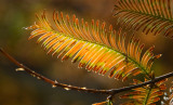 DSC_5783a.jpg