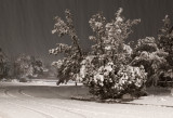 DSC_5958a.jpg