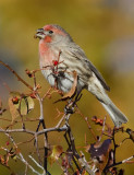 DSC_6150a.jpg
