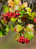 DSC_6531a.jpg