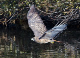 DSC_6974a.jpg