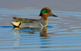 DSC_7204a.jpg