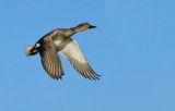 DSC_7276cC.jpg