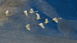 DSC_7402a.jpg