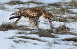 DSC_0241a.jpg