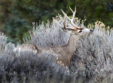 DSC_3869a.jpg