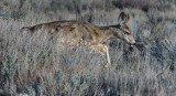 DSC_4434a.jpg