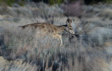 DSC_4434bC.jpg