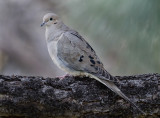 DSC_4514aC.jpg