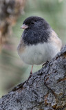 DSC_4533a.jpg