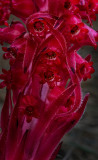 DSC_3776a.jpg