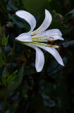 DSC_4296b.jpg