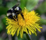 DSC_4368a.jpg