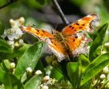 DSC_4533a.jpg