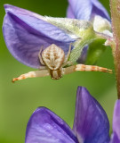 DSC_4710a.jpg