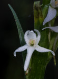 DSC_4728a.jpg
