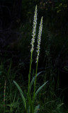 DSC_4739a.jpg