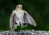 DSC_6546b.jpg