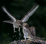 DSC_6568a.jpg