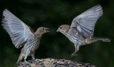 DSC_6570a.jpg