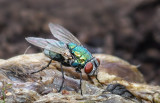DSC_7016a.jpg