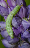 DSC_7927a.jpg