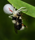 DSC_8035a.jpg