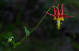 DSC_8127a.jpg