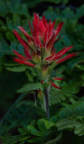 DSC_8145a.jpg