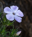 DSC_0677a.jpg