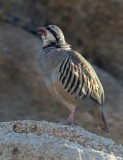 DSC_0290a.jpg