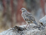 DSC_3067a.jpg