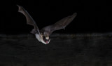 DSC_6823d.jpg