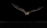 DSC_7058dC.jpg