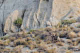 DSC_7173a.jpg