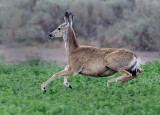 DSC_7401c.jpg