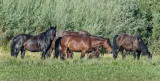 DSC_7693a.jpg