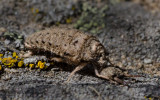 DSC_9022a.jpg