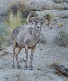 DSC_9057a.jpg