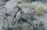 DSC_9120a.jpg