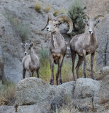 DSC_9210a.jpg
